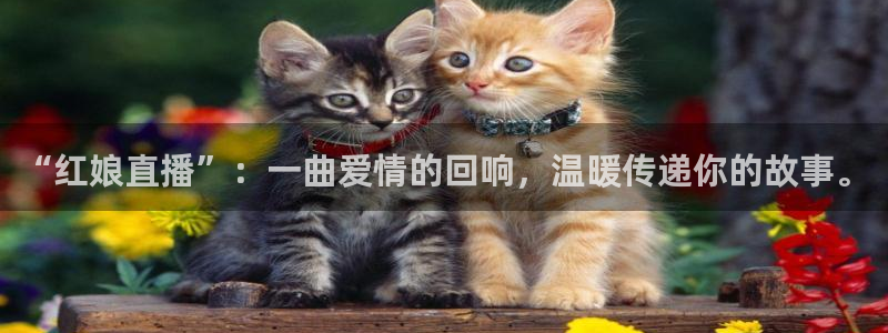 足球24直播：“红娘直播”：一曲爱情的回响，温暖传递你的故事。